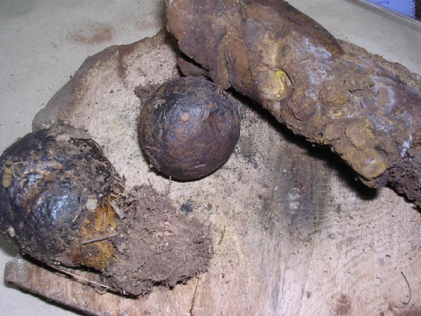 PISOLITUS TINCTORIUS